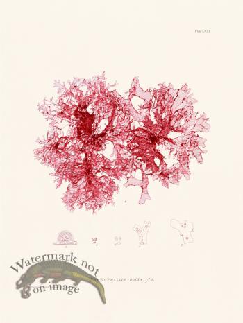 Bradbury Seaweed 071